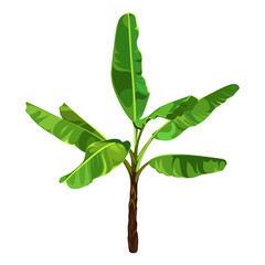 Green Banana Palm Tree isolated on a white background. Desert and tropical houseplants. 

