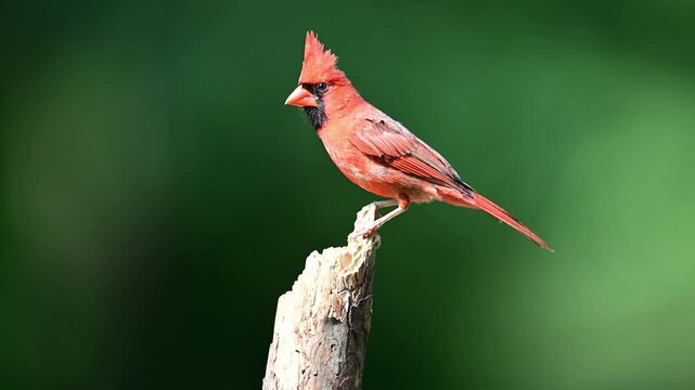 Male Cardinal on a dead broken off small Pine tree, slow motion