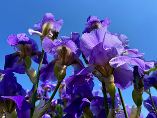 Purple violet iris blooms against blue sky.