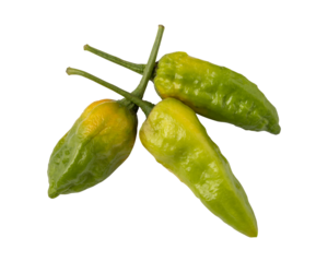 Dorset naga peppers isolated on transparent background	