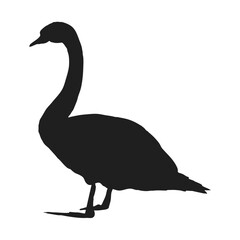 Silhouette of mute swan Cygnus color. Realistic vector wild birds