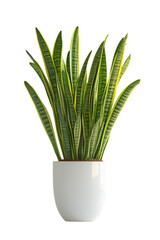 Sansevieria laurentii plant in pot isolated for stylish room decor, catalogs, and marketing use.