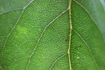 Green leaf structure, macro. Closeup texture of a green leaf, background. Tree leaf