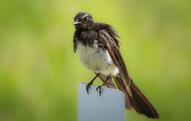 Close up of a Willie Wagtail perched