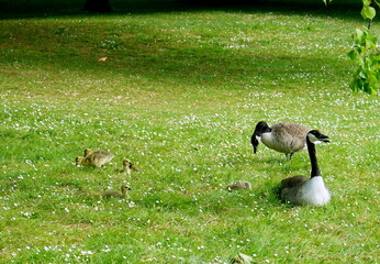 Kanada-Gänse mit Küken © Jogerken