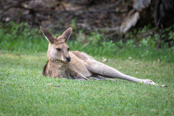 A young Eastern Grey Kangaroo laying on green grass