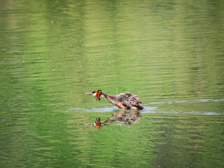 Haubentaucher wasser Tier Wassertier