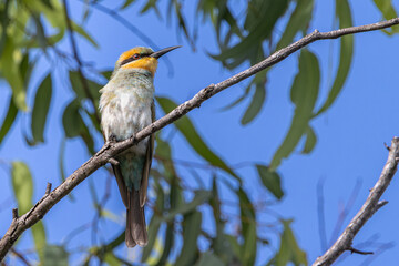 A Rainbow Bee-eater perched on a branch