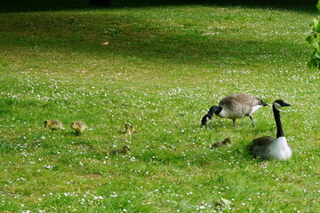 Kanada-Gänse mit Küken © Jogerken