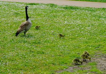 Kanada-Gänse mit Küken © Jogerken
