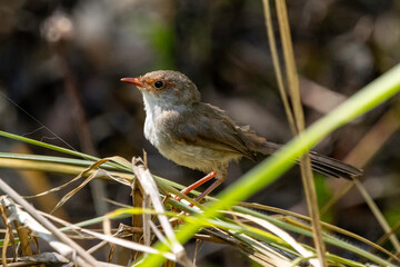 A female Superb Fairywren perched 