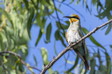 A Rainbow Bee-Eater perched on a branch