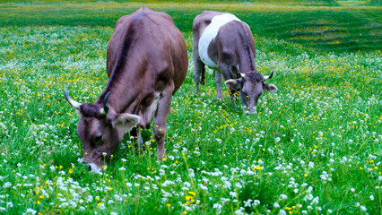 Cows graze peacefully in a lush green field filled with wildflowers during a sunny afternoon in spring