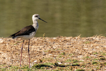 A Stilt bird beside a lake