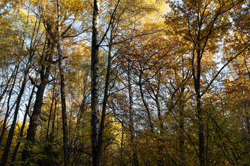 Obraz premium Golden Autumn Forest Canopy with Tall Deciduous Trees and Vibrant Fall Foliage in Soft Daylight – Tranquil Woodland Landscape with Yellow, Orange, and Brown Leaves