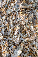 sea shells background