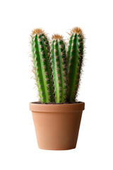 Cactus in pot isolated, ideal for stylish home visuals, plant parenting, and eco friendly design.