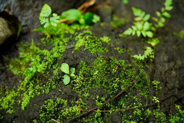 small shoots growing among a lush green moss on a textured rock surface