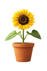 Obraz premium Decorative sunflower in flower pot isolated on white, great for home and garden themed