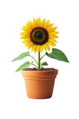 Obraz premium Sunflower plant in pot isolated on clean background, perfect stock image for indoor garden themes.