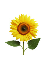 Obraz premium Sunflower floral image isolated bright botanical element for interior prints and posters