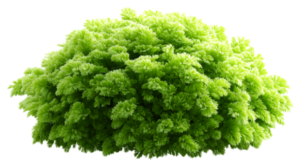 Lush bright green bush isolated on black background for natural design elements isolated on white transparent background PNG cutout