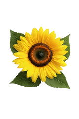 Obraz premium Isolated sunflower for print clean botanical flower ideal for seasonal home accents