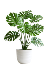 Fototapeta premium Monstera Deliciosa plant in pot isolated on white, perfect for trendy home decor and design projects.