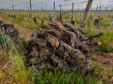 Un amoncellement de ceps de vigne arrach&eacute;s dans un paysage de vignoble
