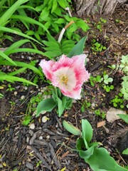 Tulipe rose