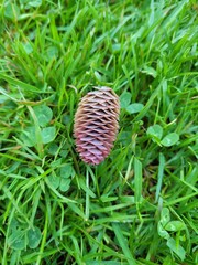 pine cone
