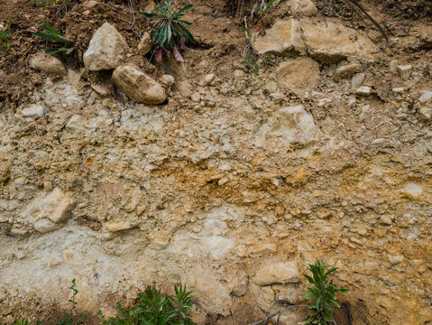 Sol calcaire oolithique marin : le secret d'un grand terroir viticole en Alsace, CEA, Grand Est, France