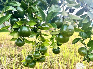 Fresh green lime fruits growing on a healthy citrus tree in a tropical garden. The vibrant green...
