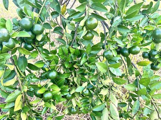 Fresh green lime fruits growing on a healthy citrus tree in a tropical garden. The vibrant green leaves and natural background depict a lush, organic farming environment.