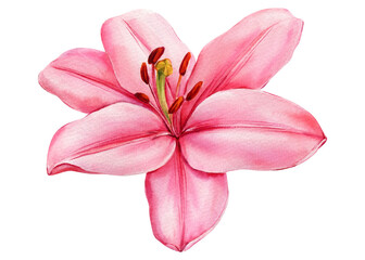 Pink Lily Flower Watercolor Illustration, Elegant Botanical Bloom, Hand Painted Floral Clipart Isolated, Spring Summer Decor Art