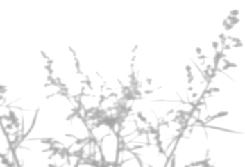 The shadow of the field grass on the white wall. A black and white image to overlay on a photo or mockup