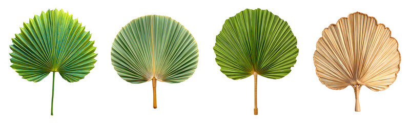 Palm leaf fan for wall decor Isolated on transparent background, cutput, png 