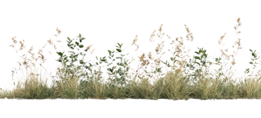 PNG Dried grass border plants vegetation minimalist.