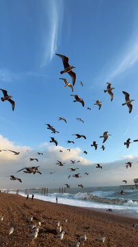 Seagulls Flying Over Brighton Capers and i360 Tower Against Blue Sky &ndash; British Seaside View