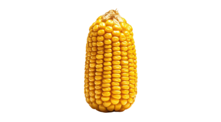 Golden Kernel: A close-up shot of a single, ripe ear of corn reveals rows of golden kernels, a symbol of harvest and abundance. The image evokes the feeling of warmth and freshness