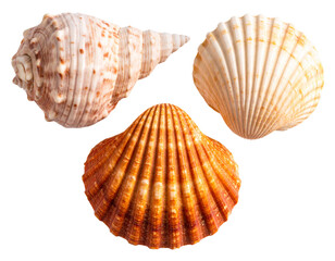 Obraz premium Cluster of Three Assorted Seashells with Varying Shapes and Colors, isolated on a transparent background