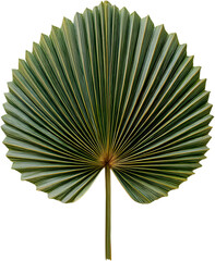Palm leaf fan for wall decor Isolated on transparent background, cutput, png 