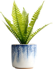 Elegant Snake Plant in White Pot – Isolated PNG on Transparent Background, Minimalist Indoor Houseplant Decor for Digital Design, Print Projects, and Interior Styling