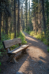 bench in the forest