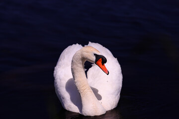 A white mute swan swims forward against a blurred dark background. © chermit