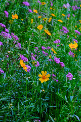 Close-Up of Coreopsis and Purple Wildflowers in Bloom