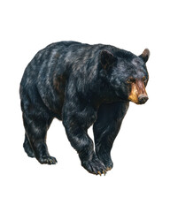 Fototapeta premium Black bear full-body standing watercolor illustration on a white background, png, transparent
