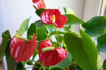house plant anthurium with red flowers and green leaves