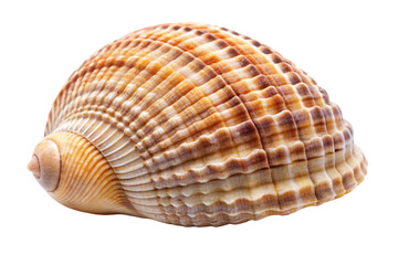 Obraz premium Shell Isolated on Transparent Background