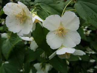 White Mock Orange Flowers Blooming in Spring Garden